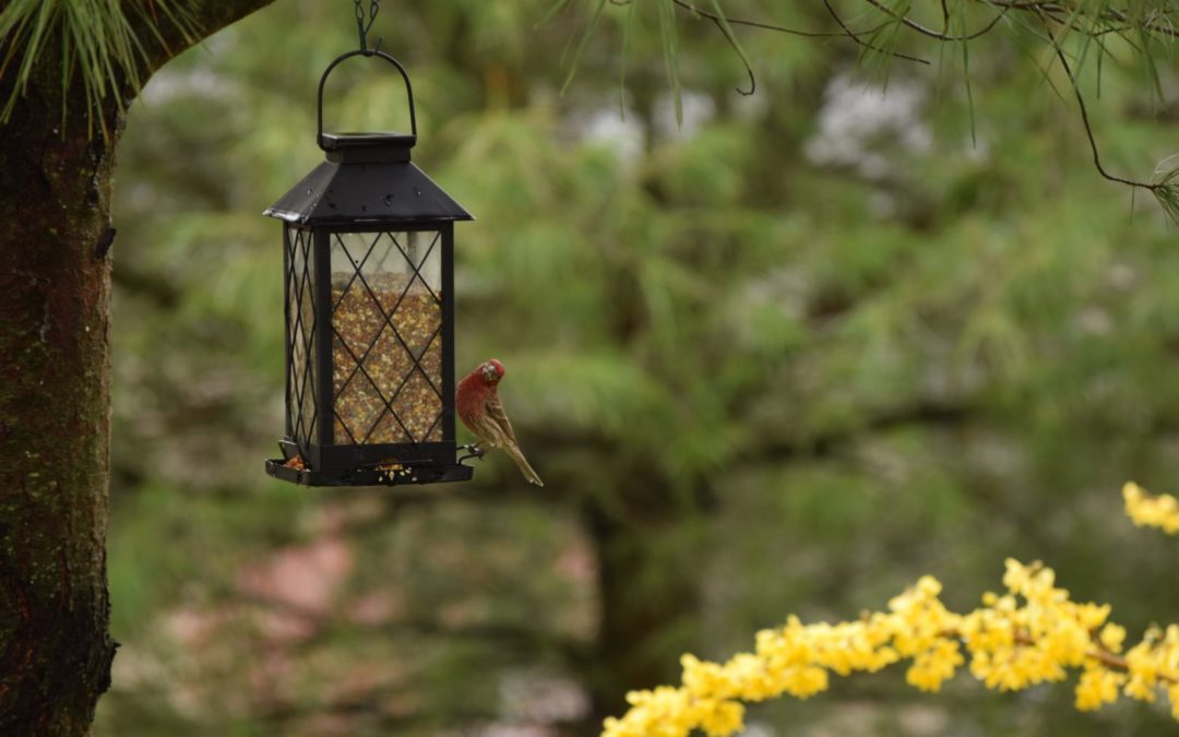 Filling the Feeder